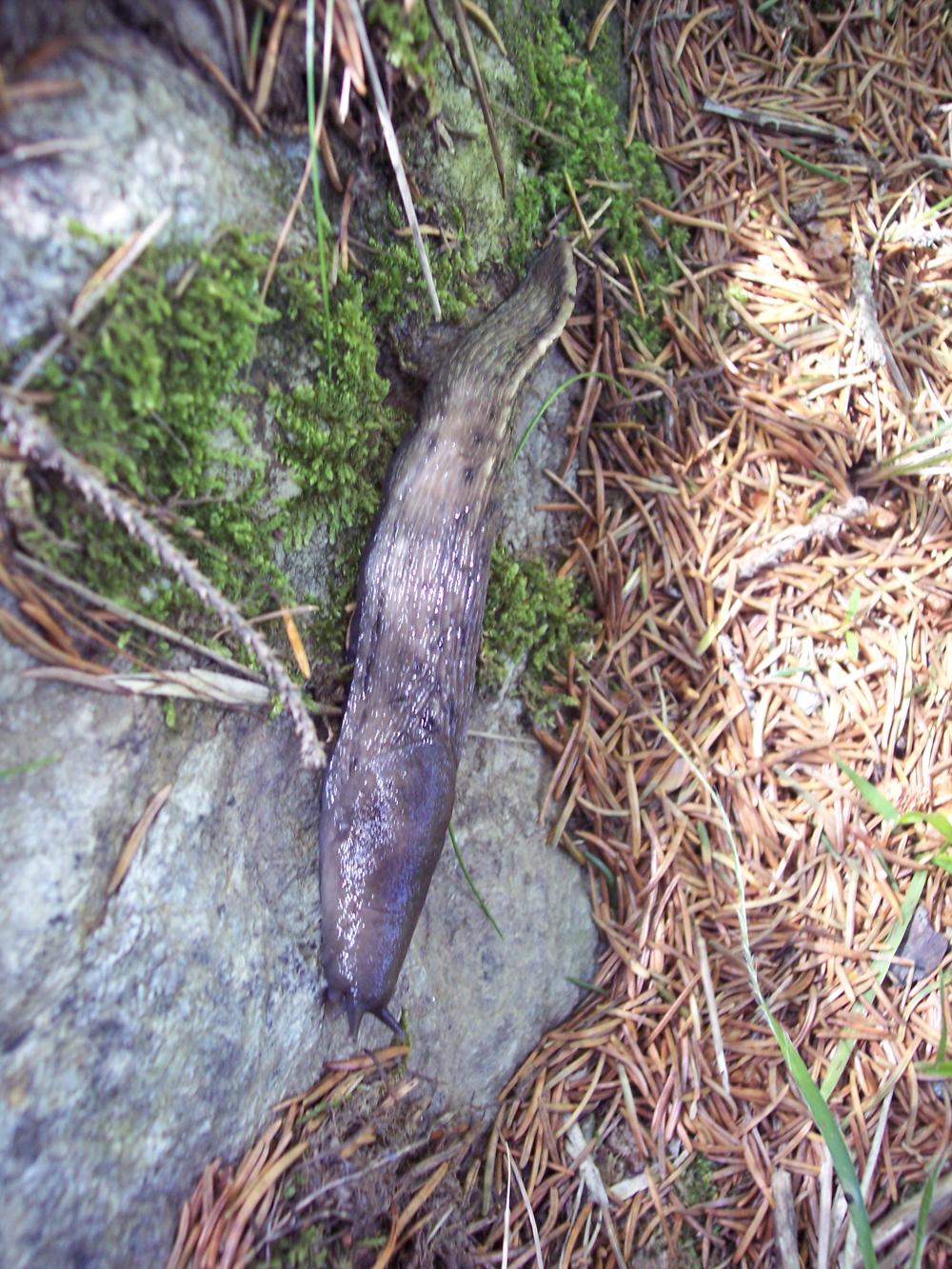 Limax cf cinereoniger da Cusago (MI)